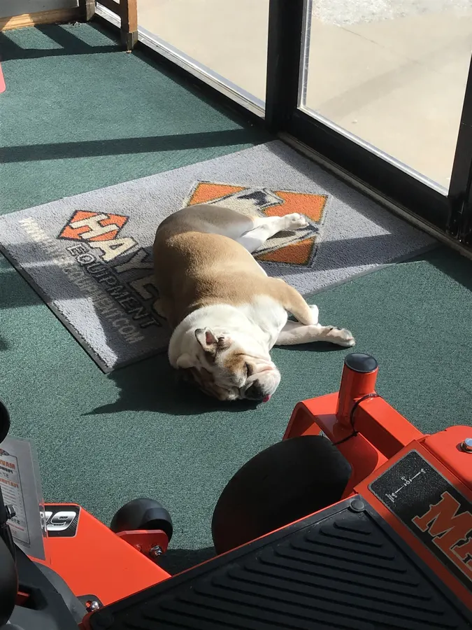 Buddy the English bulldog asleep in the sun on the Hayes Equipment floor mat next to a Bad Boy mower